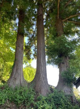 【八戸】三つ子の木　外壁塗装｜屋根塗装｜雨漏り｜外装リフォーム｜塗装業者