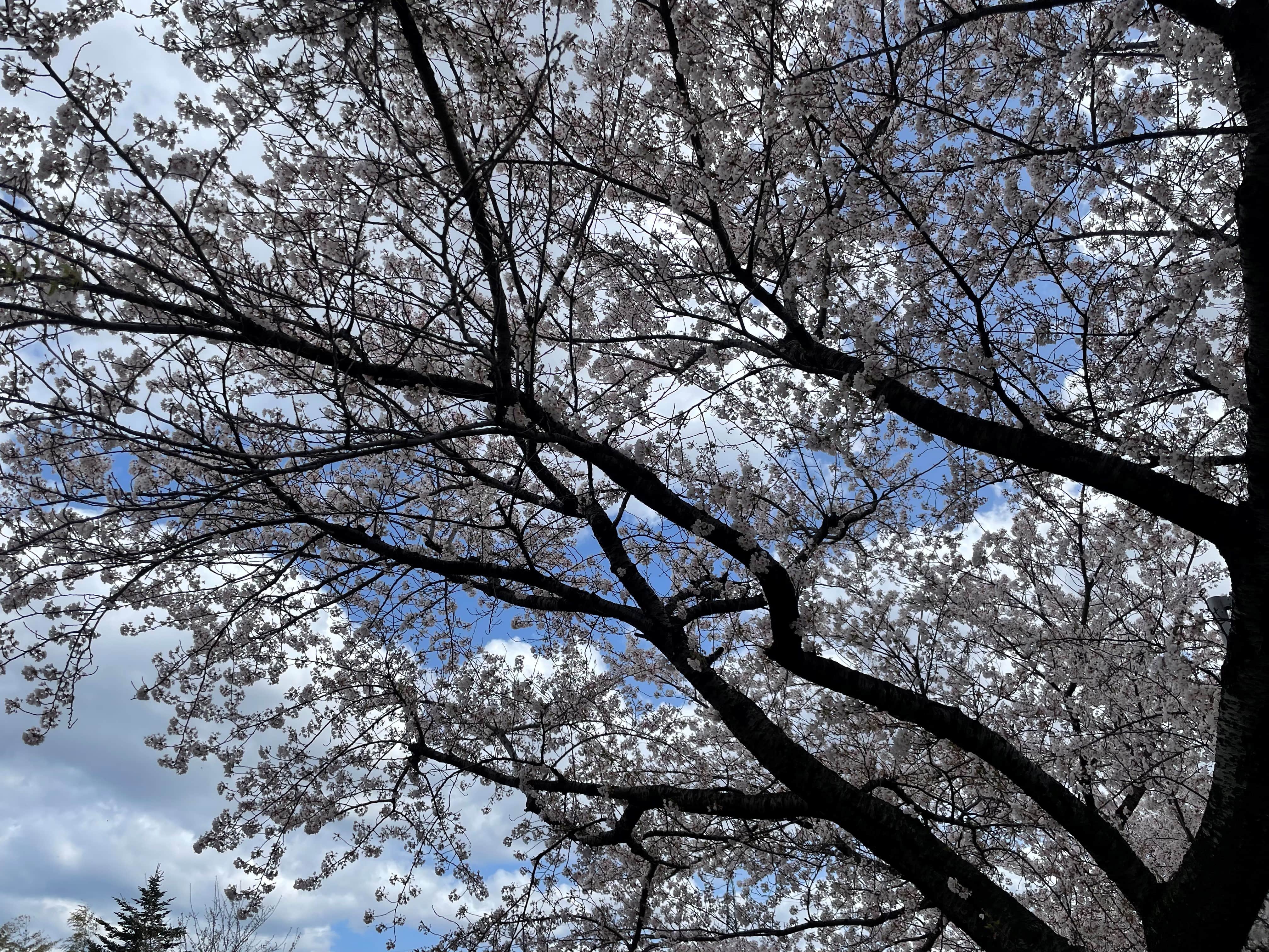 【八戸】新井田公園でお花見してきました　外壁塗装｜屋根塗装｜塗装業者｜塗装屋｜塗装会社