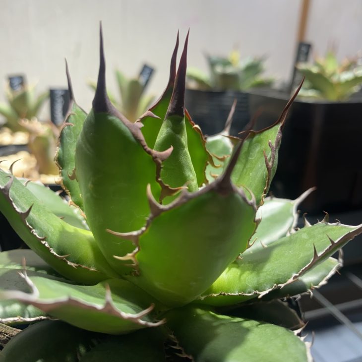   【八戸】最近ハマっている事　外壁塗装｜屋根塗装｜塗装業者｜塗装屋｜塗装会社