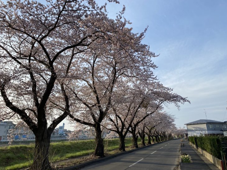   【八戸】🌸満開🌸　外壁塗装｜屋根塗装｜塗装業者｜塗装屋｜塗装会社