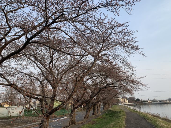   【八戸】今日にも咲くかな⁈　外壁塗装｜屋根塗装｜塗装業者｜塗装屋｜塗装会社